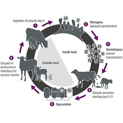 Life cycle of coccidiosis that can affect lambs and calves