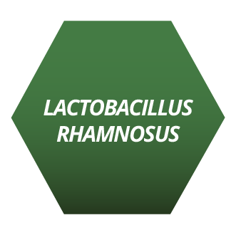 Lactobacillus Rhamnosus
