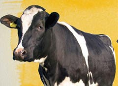 Dairy cows at risk of ketosis