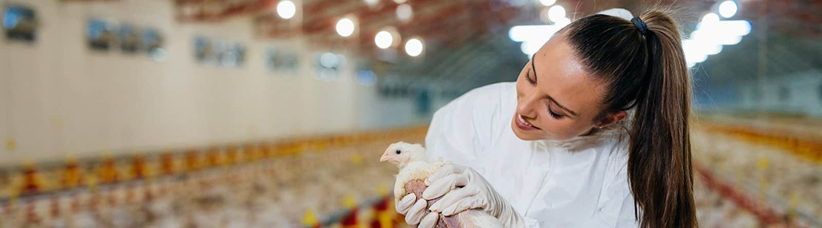 Woman inspecting a chicken