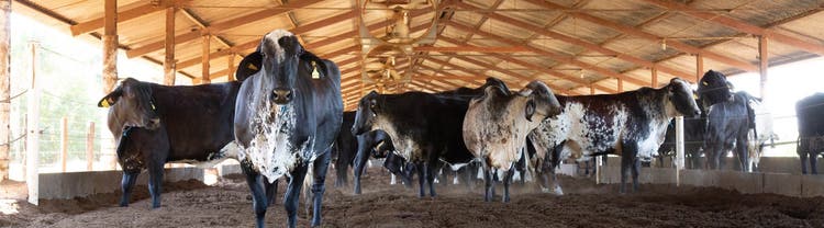 Vacas de leite no cocho