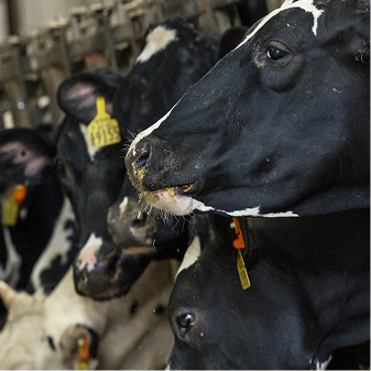 A close-up side profile of a black and white Holstein cow with feed residue around its mouth, with other cows and yellow ear tags visible in the background.