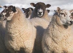 Sheep at risk of parasites including worms