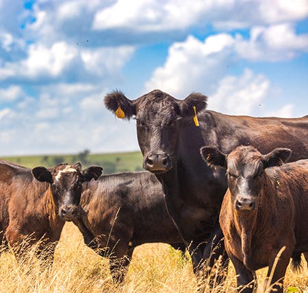 A black cow with yellow ear tags stands in a field of tall, dry grass, looking toward the camera. Two dark brown calves stand near her, one on each side. The background shows rolling green hills and a bright blue sky with fluffy white clouds.