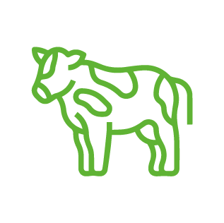 vaca saúde e bem-estar