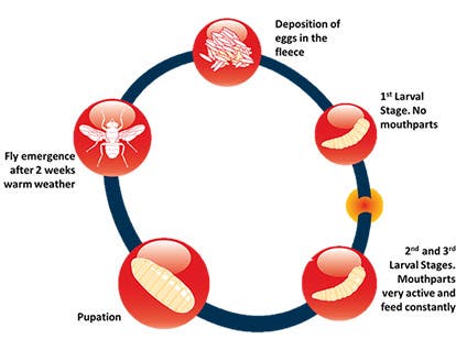 Blowfly life cycle