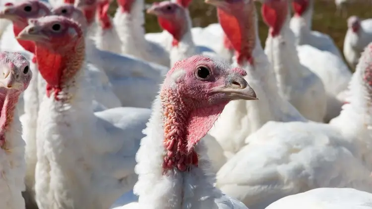 Image Of Turkey Provided Monensin To Help Control Coccidiosis
