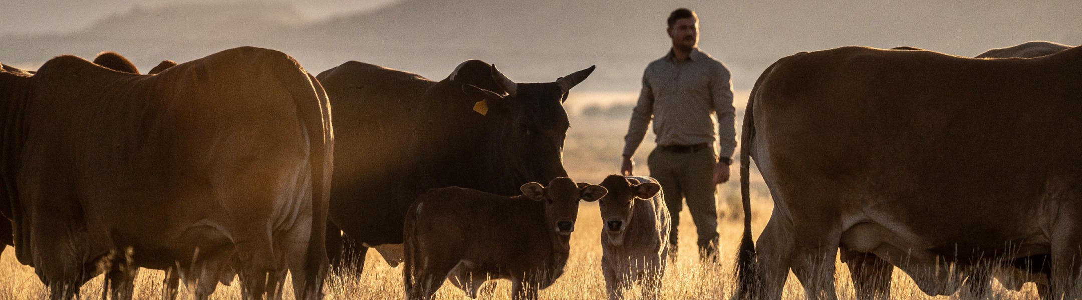 Cattle and farmer in field