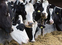 Dairy cows at risk of worms