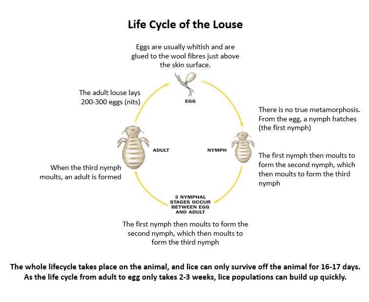 The life cycle of sheep lice