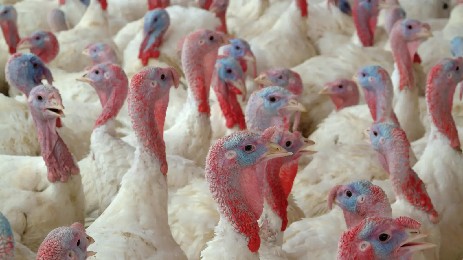 The Intestinal Integrity Index tracks 23 intestinal lesions allowing poultry producers to monitor track and benchmark this critical area of bird health.