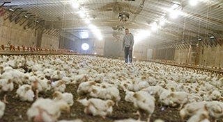 a man stood in the middle of a barn full of chickens