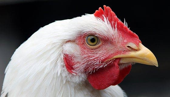 Chicken headshot closeup