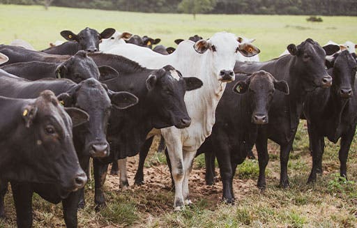Gado de corte no pasto