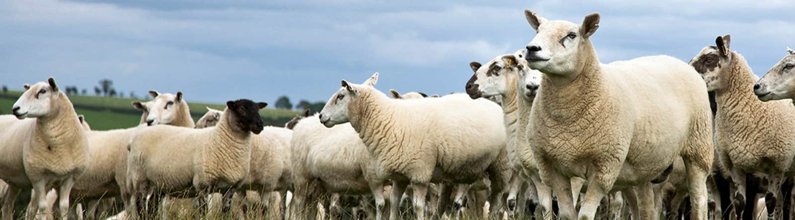 Sheep flock looking left
