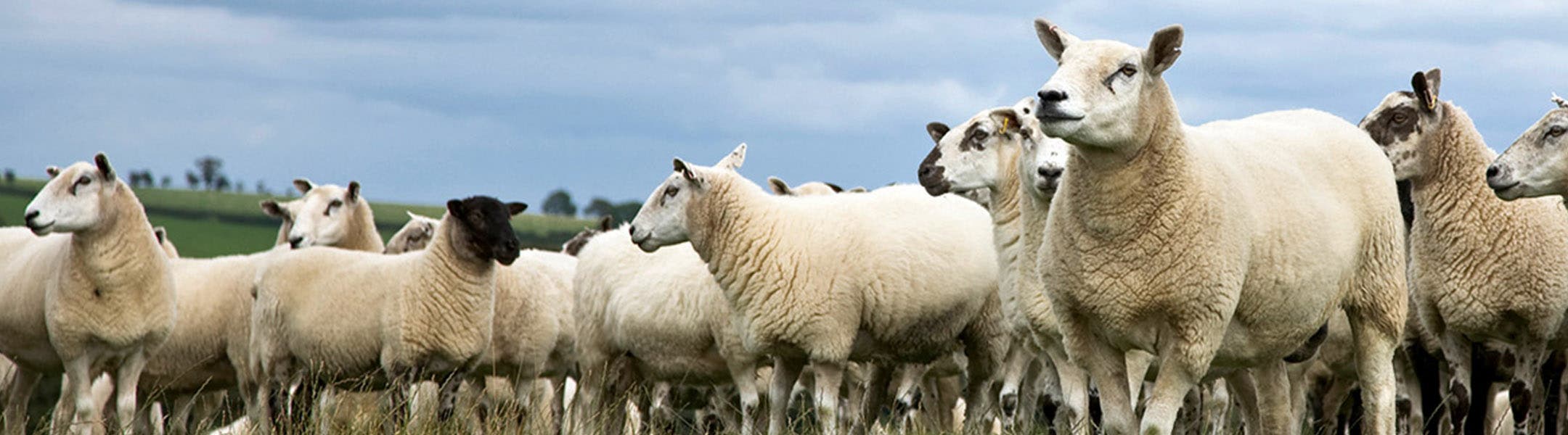 Sheep flock looking left
