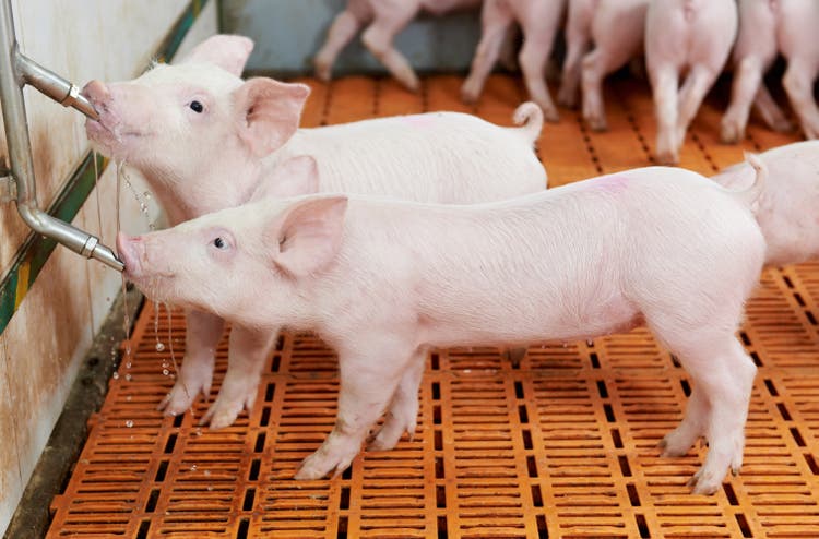 Young piglets drinking water