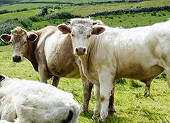 Cattle at risk of worms