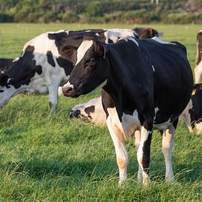 Cows in a field