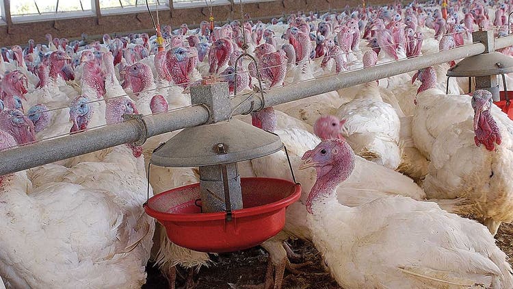 Turkeys in a group drinking water