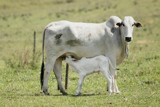 Vaca amamentando a cria