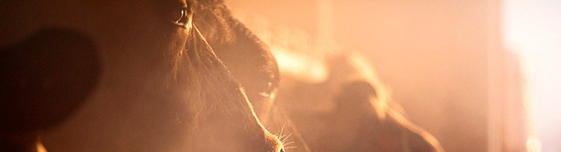 Close up picture of a cow's head