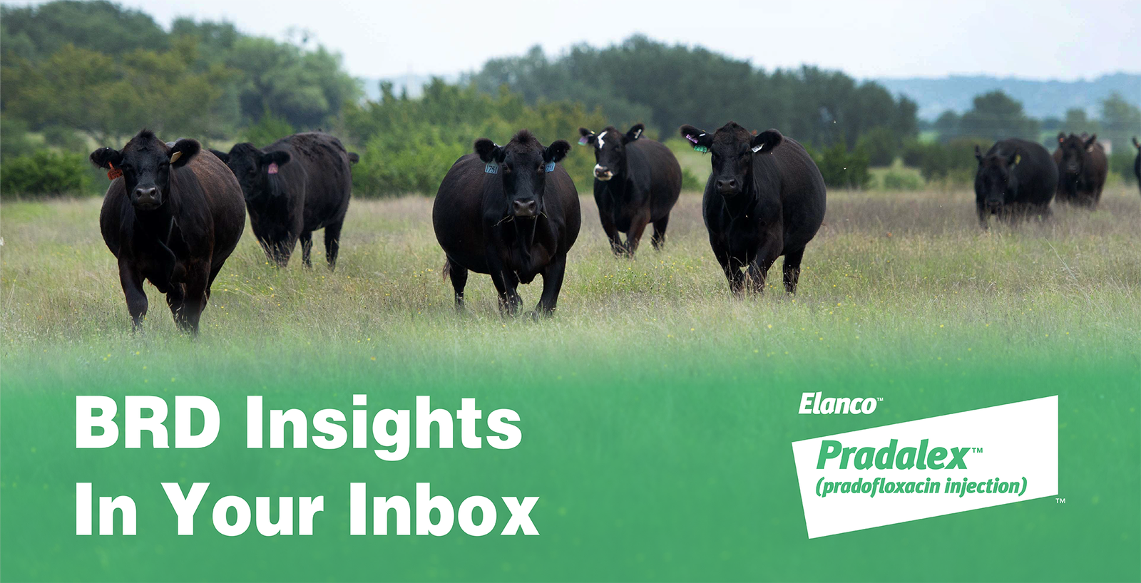 A herd of black cattle walking through a grassy field with text reading "BRD Insights In Your Inbox" and the Elanco Pradalex logo.
