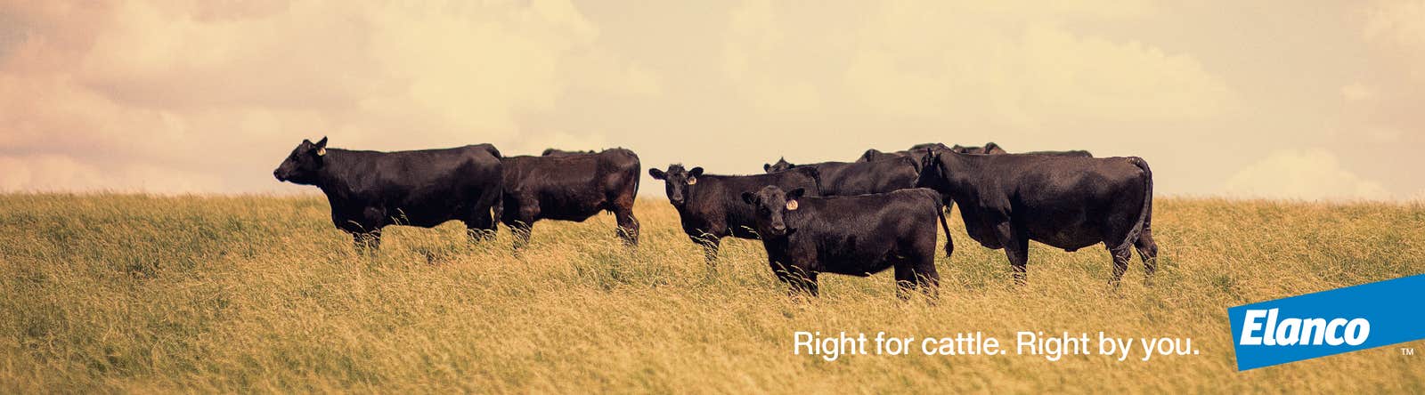 Herd of cattle