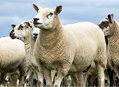 Sheep at risk of worms including roundworms