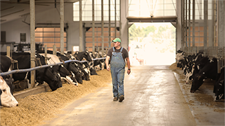 A man in overalls walks down a wide, sunlit aisle in a dairy barn, with cows in stalls on both sides.