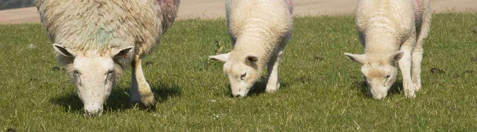 Ewes and lambs grazing at risk of parasites that can be controlled with Elanco products