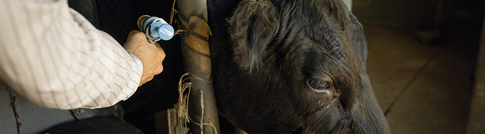 Cattle receiving Pradalex BRD treatment