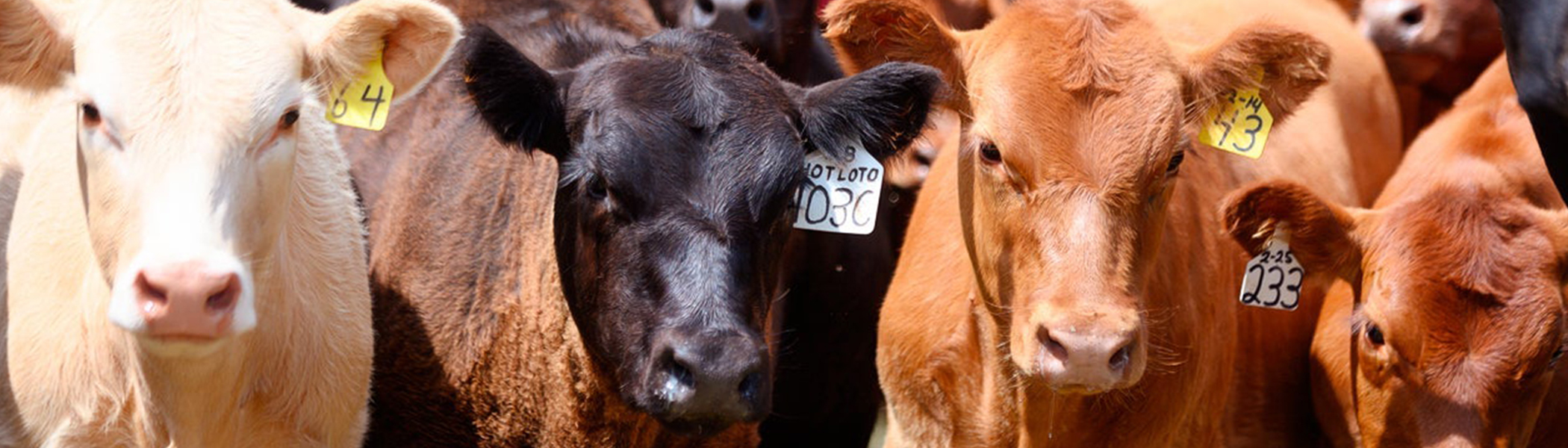 Cows with tags