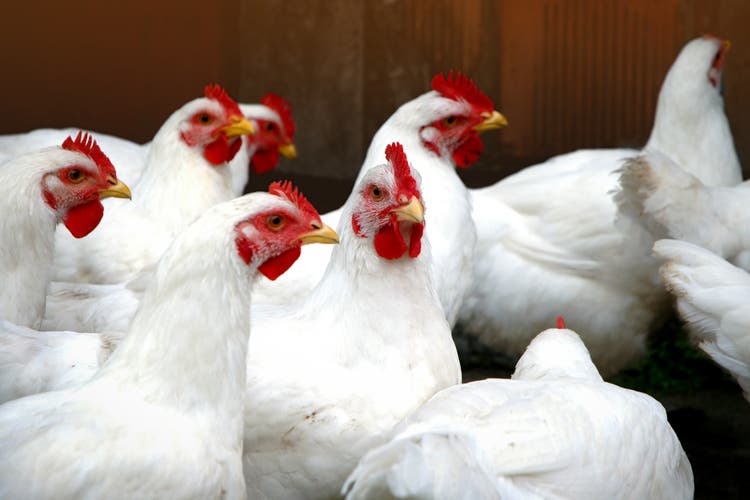 Poultry Product Support