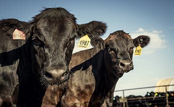 A long row of black cattle with heads down, eating grain out of a long concrete feed bunk. They are standing behind a metal pipe fence under bright sunlight. Many of the cattle have colored ear tags.
