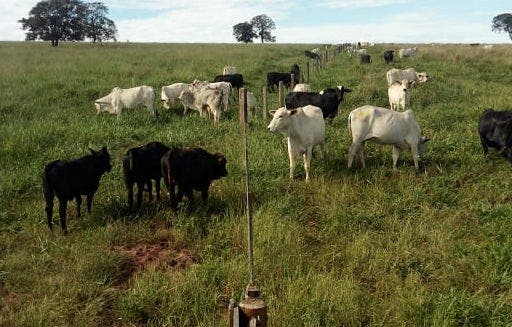 Quais as vantagens da desmama racional de bezerros em relação à tradicional