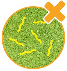 medium risk worm pasture