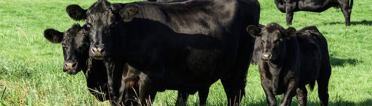 Beef cow