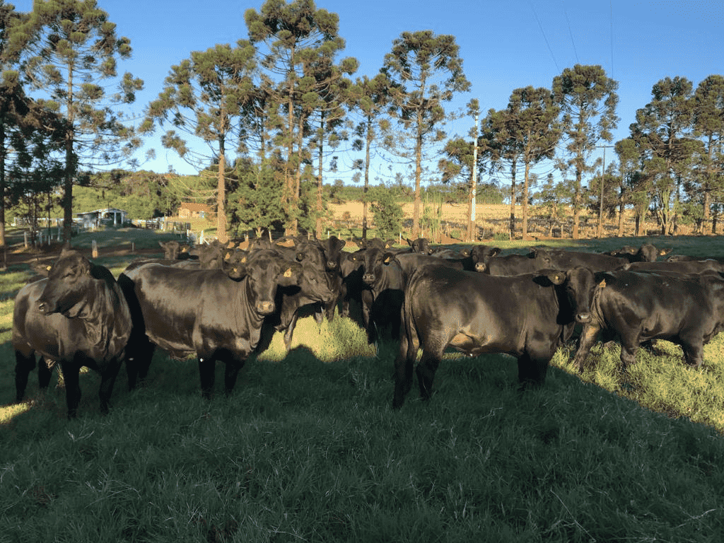 Novilhas no pasto na sombra
