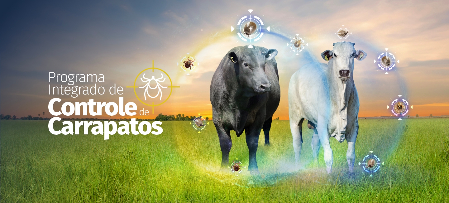 Etapas do plano PICC para controle do carrapato
