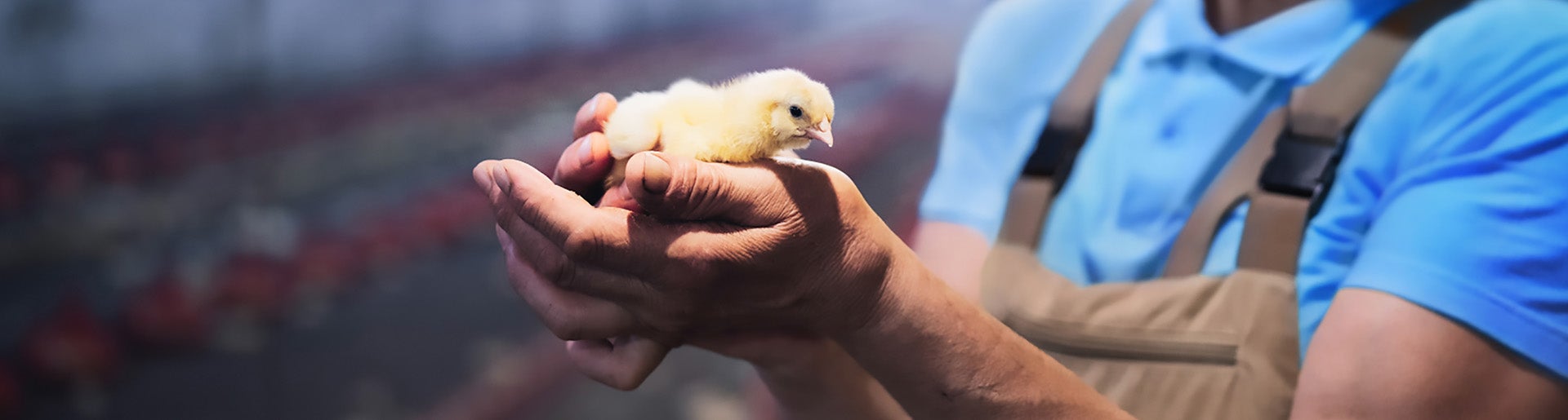Poultry Producer Holds Healthy Chick In Chicken House