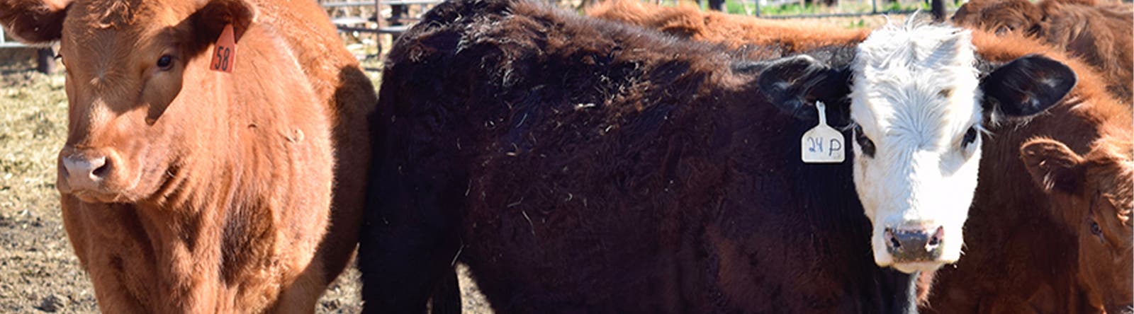 Image of cattle in feedyard