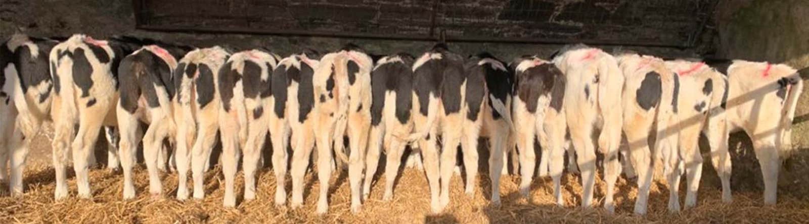 Housed cattle are at risk of parasite infections