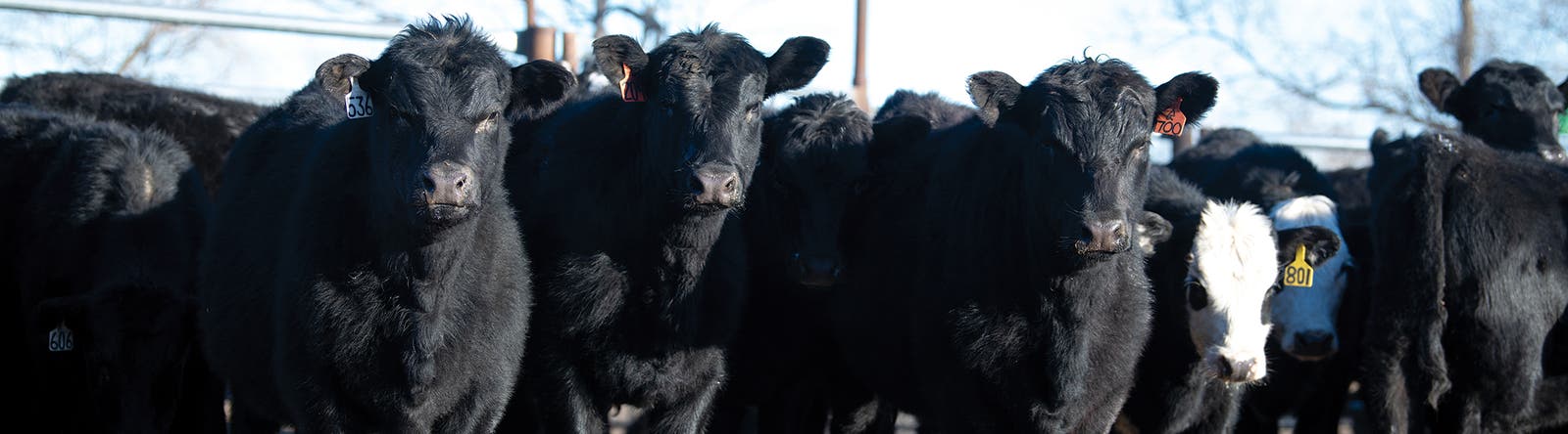 Herd of beef cattle