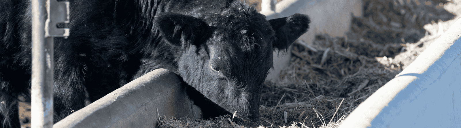 Cattle at feedlot