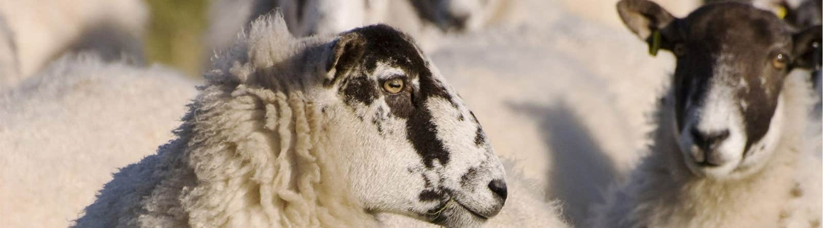 Faecal egg counting sheep for worm burdens