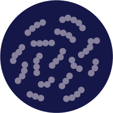 This image shows what streptococcus suis looks like