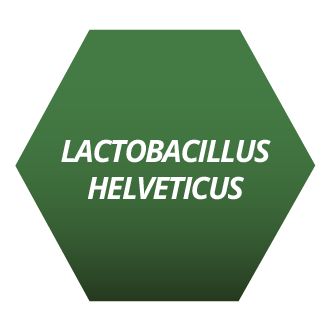 Lactobacilus Helveticus