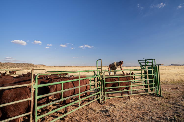 Cattle in a pen
