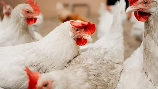 Close up image of white chickens